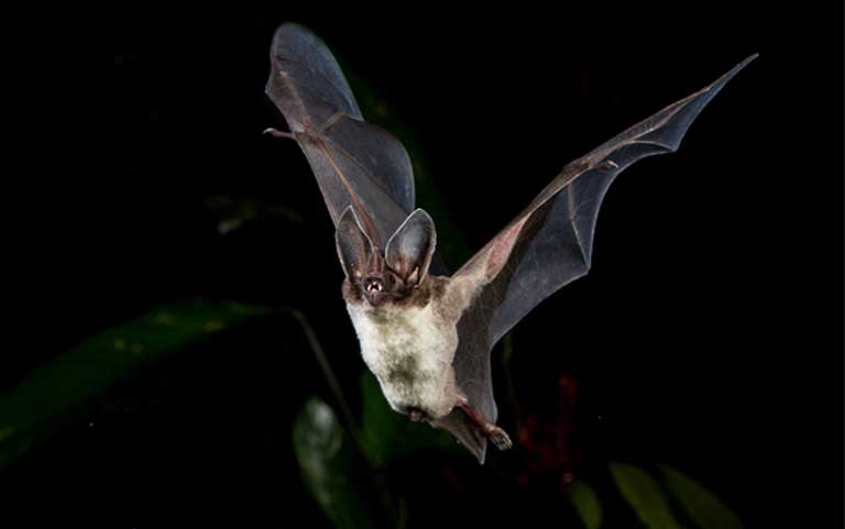 Carriker’s Round-eared bat (Lophostoma carrikeri). The international team of bat scientists spent almost three years in the Brazilian Amazon researching the new field guide. Photo © Oriol Massana & Adrià López-Baucells
