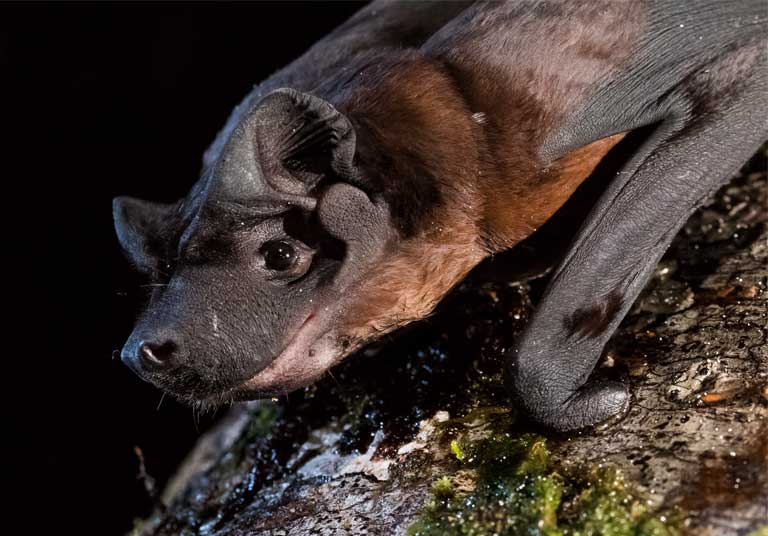 A bat from the Cynomops, or Dog-faced bat, genus. The team plans to keep the digital guide updated as new information becomes available. “We consider this might be the future for field guides for the most unexplored regions in the world… the rate of discovery is so high that static guides easily become obsolete,” said lead author Adrià López-Baucells. Photo © Oriol Massana & Adrià López-Baucells