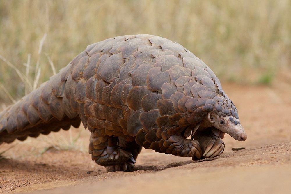 A ground pangolin (Manis temminckii) is seen at Madikwe Game Reserve in South Africa. The creature uses its front feet for balance as it walks on its hind legs. Photo by David Brossard/Flickr