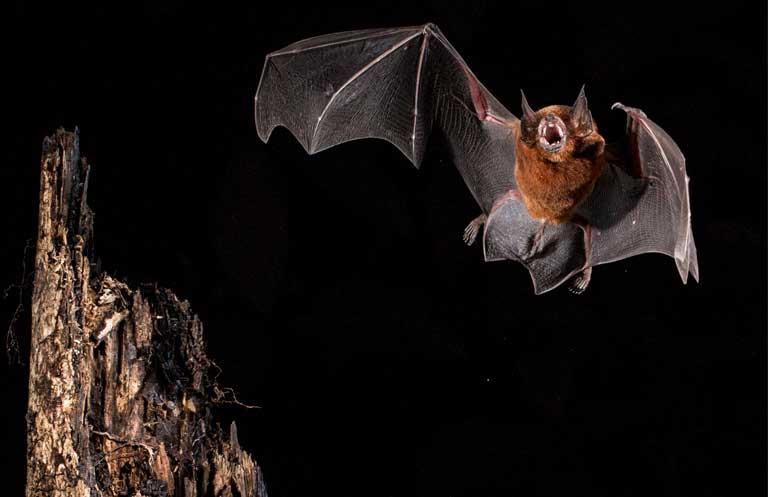 A Black Mastiff bat (Molossus rufus), a species known to roost in colonies of more than 500 individuals. The new Field Guide to Amazonian Bats is worth a look, if only to see the spectacular photos. Photo © Oriol Massana & Adrià López-Baucells