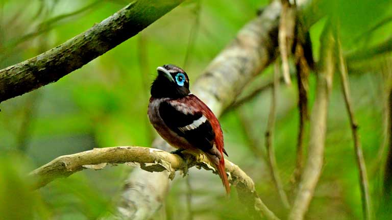 The Visayan broadbill is an endemic species, and like 40 percent of birds in the Philippines, it is found nowhere else on earth. Photo © Bram Demeulemeester