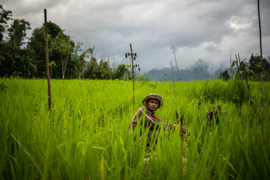 A man works in one of the upland rice farms in the Kamoethway river valley. Photo by Katie Arnold