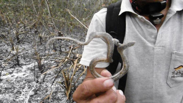 This snake died in the blaze. Photo courtesy of the Río Tambo District Municipality