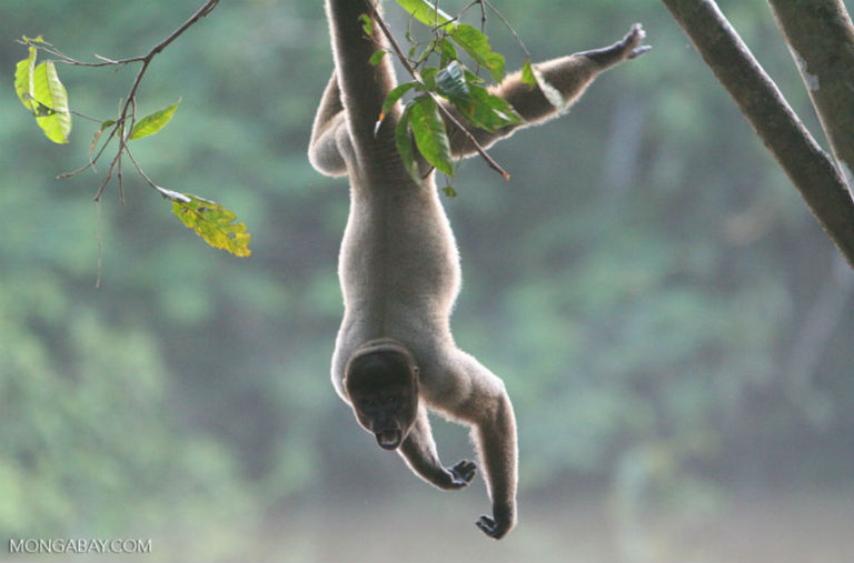 Woolly monkey in Colombia. Photo by Rhett A. Butler