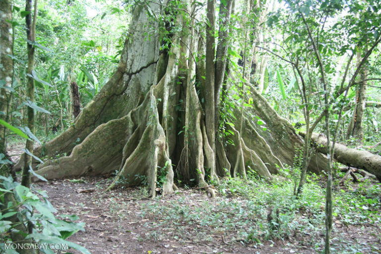 Buttress roots of an Amazon rainforest tree. Photo by Rhett A. Butler