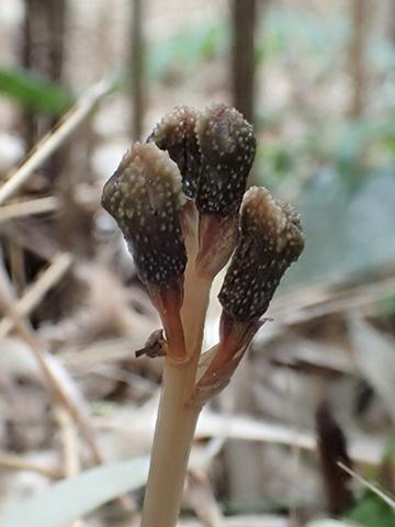 photo of New parasitic plant doesn’t use photosynthesis; its flowers never bloom image