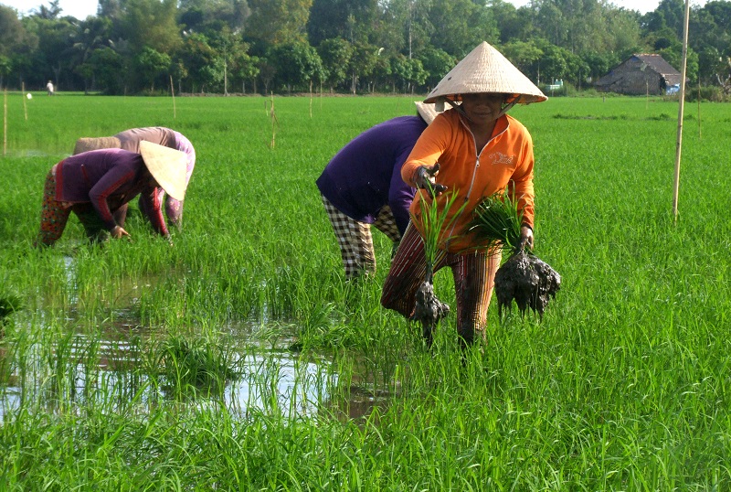Farmers transplant rice seedlings in the Mekong Delta. Photo by Dinh Tuyen/Thanh Nien Daily News