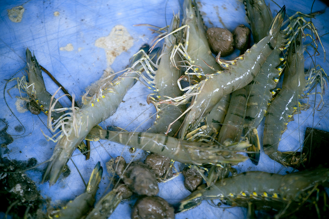 Shrimp from the Mekong Delta region. Photo by Lam Thuy Vo