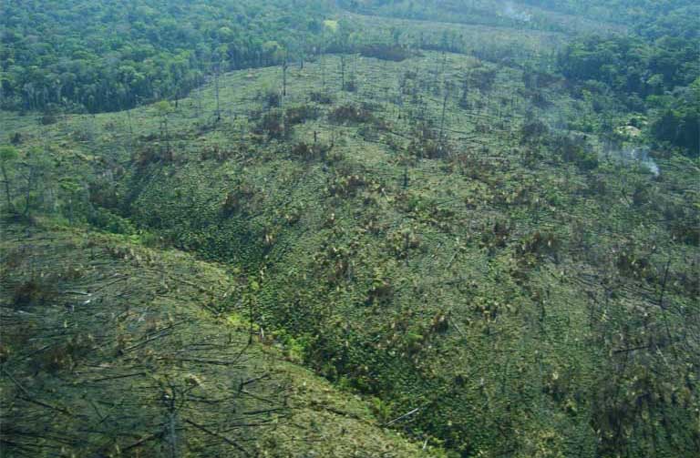 Degraded Amazon rainforest. Photo courtesy of the Brazilian Forest Service
