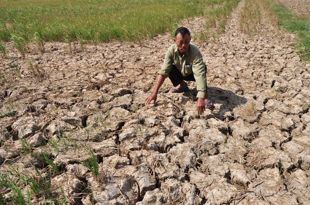 This Delta farmer's winter-spring rice crop was blighted by salt intrusion. Credit Dinh Tuyen, Thanh Nien Daily News.