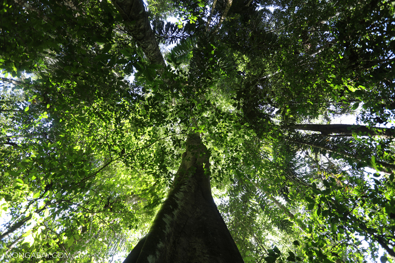 Rainforest trees serve as excellent carbon sinks, but in the last three years deforestation in the Brazilian Amazon has been on the increase. Photo by Rhett A. Butler