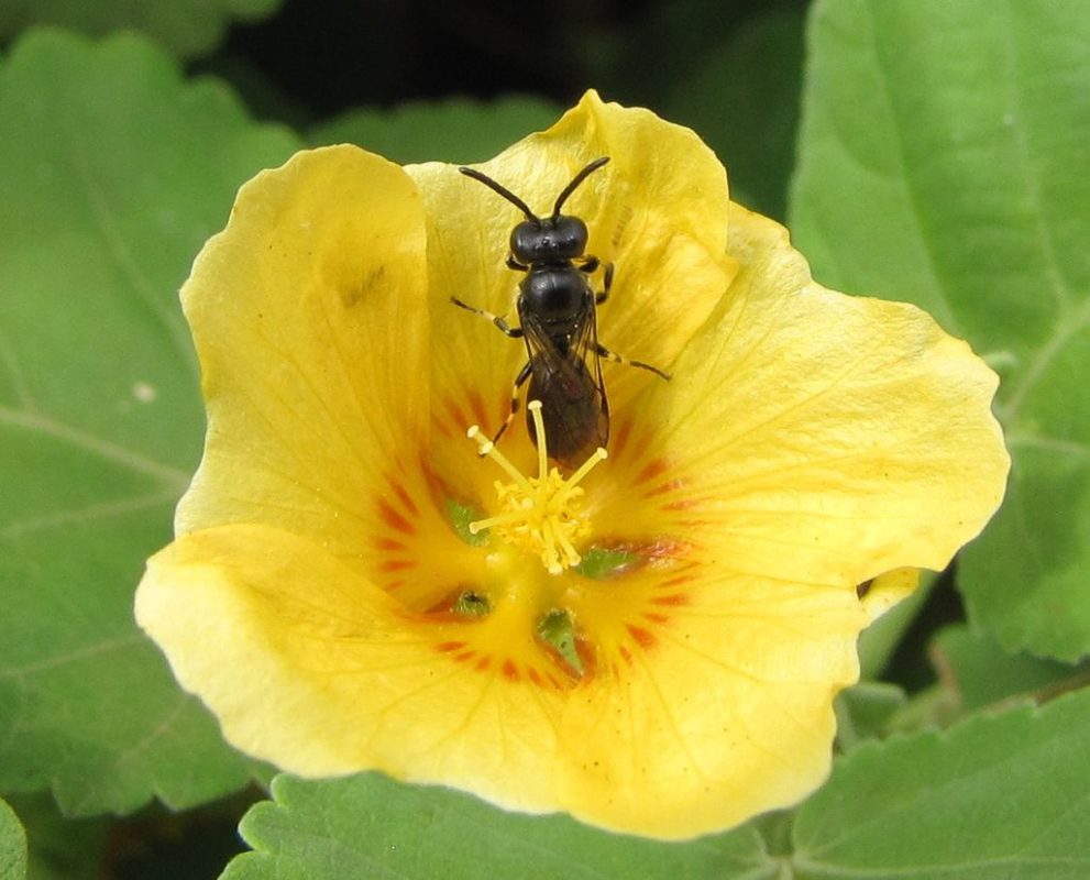 Hylaeus bees are important pollinators for various native plants in Hawaii. Photo by Forest and Kim Starr, source: Wikimedia Commons, licensed under CC BY-SA 2.0.