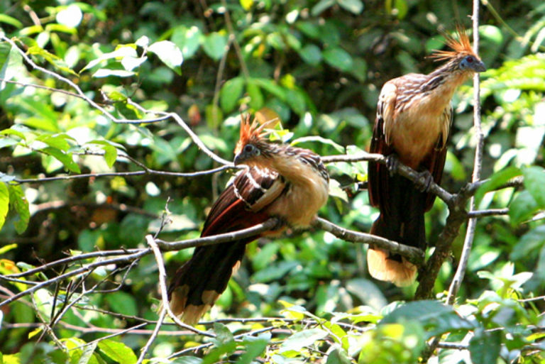 Wildlife in Yasuni. Photo by Jeremy A. Hance