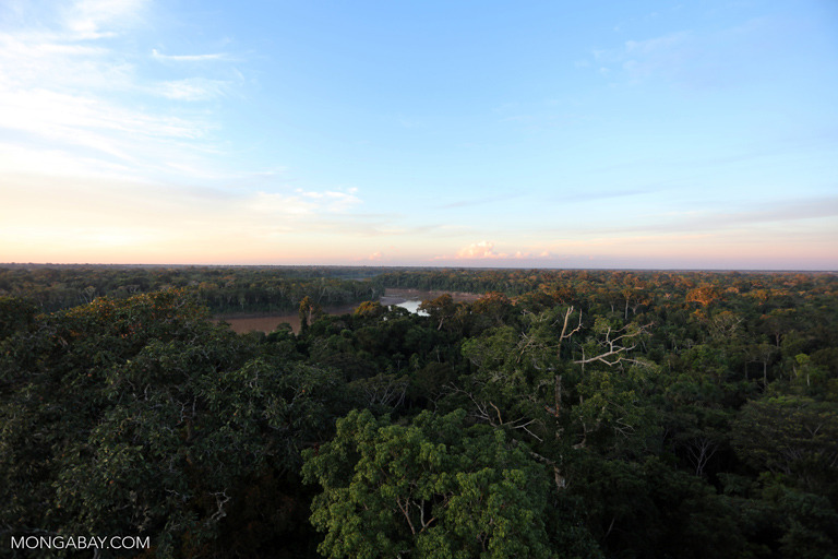 The continued survival of the Amazon rainforest as a carbon sink is vital to a world trying to hold down the amount of carbon in the atmosphere. Photo by Rhett A. Butler