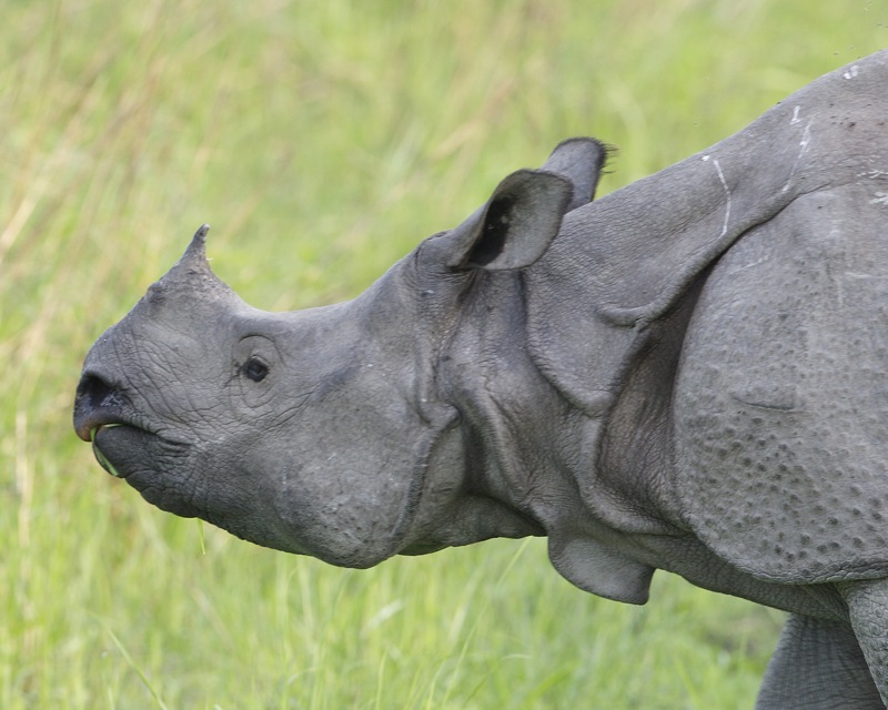 Greater one-horned rhino in Kaziranga Park. On the black market, their horns can fetch more per ounce than gold, making them vulnerable to poaching. Photo By Lip Kee/Flickr Greater one-horned rhino in Kaziranga Park. On the black market, their horns can fetch more per ounce than gold, making them vulnerable to poaching. Photo By Lip Kee/Flickr