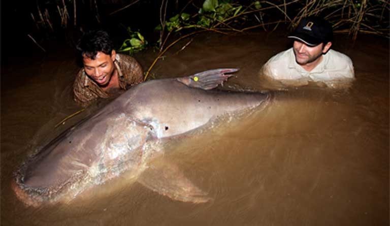 Zeb Hogan releases a tagged Giant Mekong catfish into the Mekong River in 2007. Photo © Zeb Hogan, University of Nevada, Reno