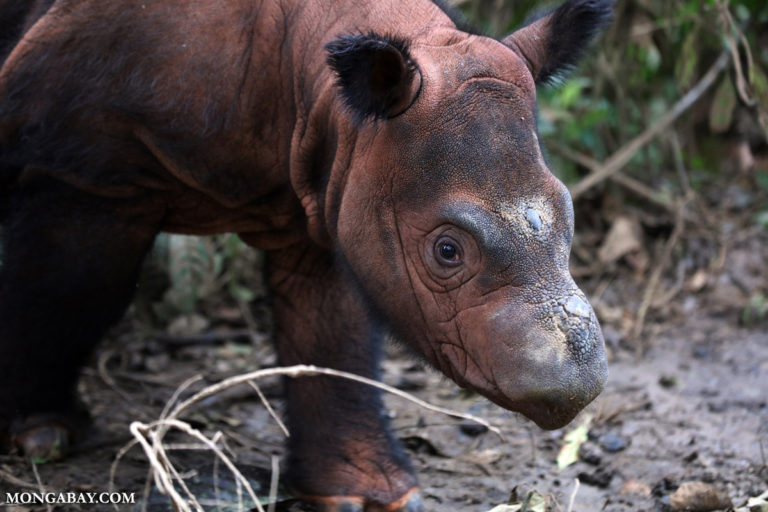 Rhino calf at the Sumatran Rhino Sanctuary. Photo by Rhett Butler.