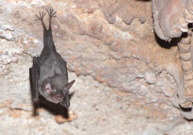 A bumblebee bat, or Kitti’s hog-nosed bat, in a cave in Thailand. Photo by: Pipat Soisook