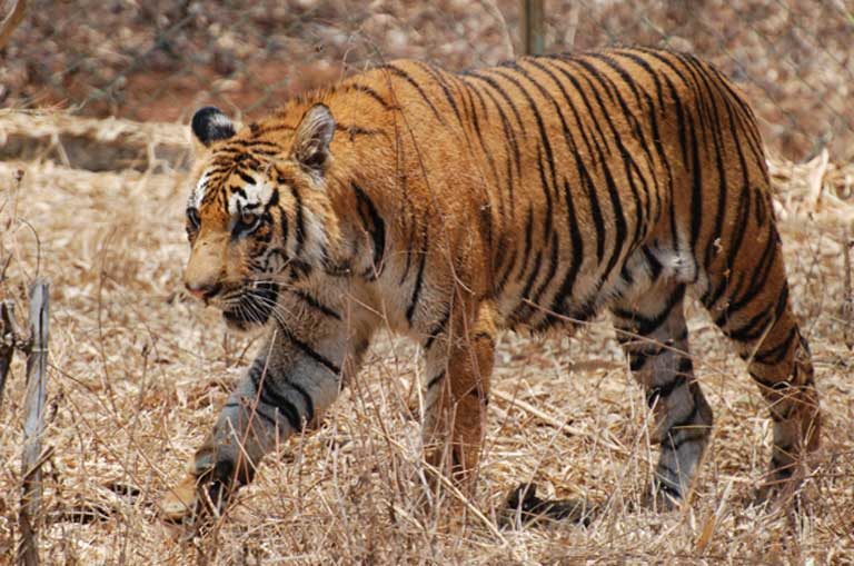 Nepal’s Chitwan National Park is one of the last strongholds of the Bengal tiger. Considered a conservation success story, this World Heritage Site sustains 125 of the endangered big cats on 1,000 square kilometers (621 square miles) of land, up from about 50 tigers in 1998. Photo by Paul Mannix on flickr