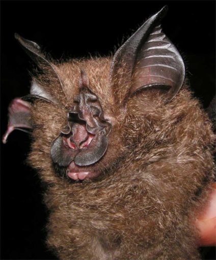 Asia’s newest bat species: Francis’ woolly horseshoe bat in Thailand. Photo by Pipat Soisook