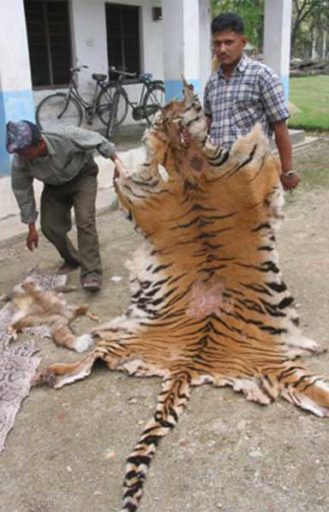 A poached Bengal tiger skin from Chitwan National Park, Nepal. Killing tigers for body parts is a persistent global threat to the species. Understanding and working with local community values can help reduce poaching. Photo by Lee Poston/WWF