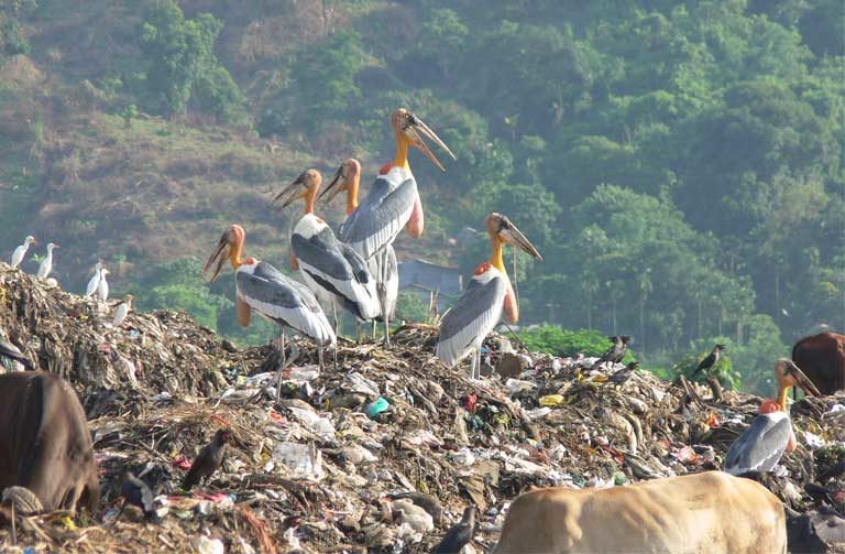 A Greater Adjutant stork gathering in Assam, India. Photo by Rathin Barman