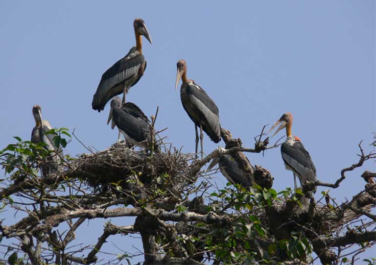 Greater Adjutants in a nest at the Dadara village nesting colony in Assam, India. Photo by Purnima Barman
