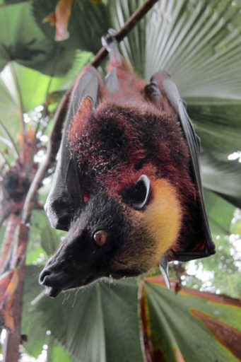 Asia's golden-crowned flying fox is the world’s largest bat. It is also threatened. Photo by Gregg Yan licensed under the Creative Commons Attribution-Share Alike 3.0 Unported license 