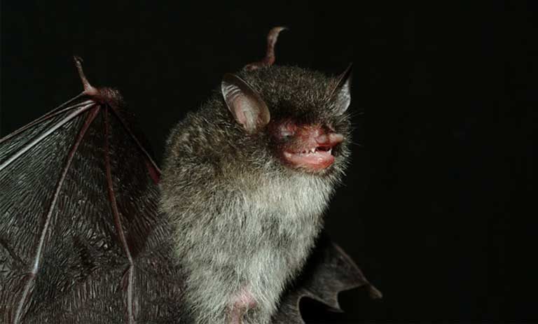 The beelzebub tube-nosed bat was only discovered in 2011 in the Greater Mekong Region. It still has yet to be evaluated by the IUCN Red List. Photo by Gabor Csorba/Creative Commons 3.0 