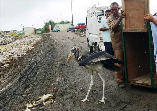 The release of a rehabbed chick at a rubbish dump, a “habitat” which the Greater Adjutant now uses to replace India’s lost and degraded wetlands. Photo by Purnima Devi Barman