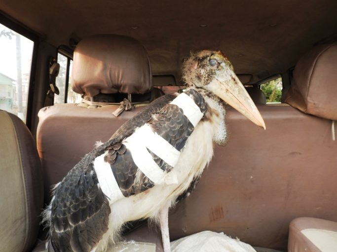 A Greater Adjutant stork just after it fell from a tree, was rescued and given preliminary medical treatment. It had a broken wing and a head injury. Photo by Purnima Barman