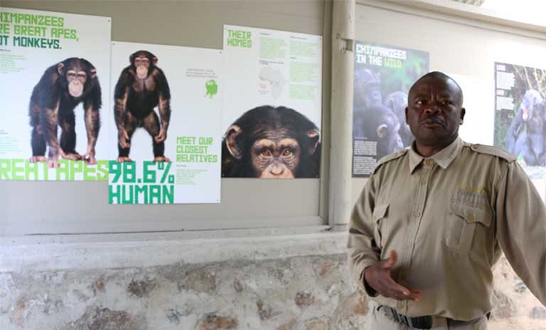 Charles Musasia a tour guide and chimpanzee care giver explaining the life experience of a rescued chimpanzee at the sanctuary. Chimps rescued from captivity in private zoos, collections and circuses are too acclimated to humans to ever be released to the wild and will spend the rest of their lives at the chimpanzee sanctuary. Photo by Geoffrey Kamadi