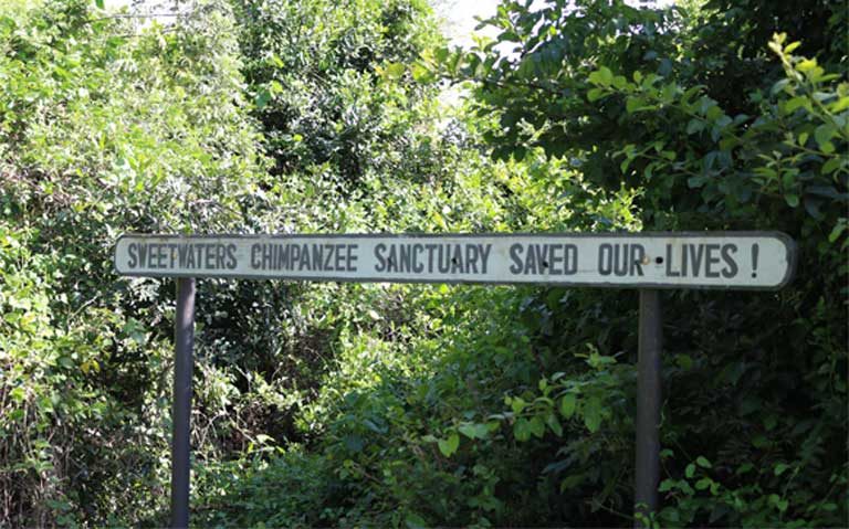 A sign along a footpath inside the Sanctuary reminds visitors of the key role the facility plays for threatened wildlife. The mission of the Sweetwaters Sanctuary is to provide a lifelong refuge to orphaned and abused chimpanzees from West and Central Africa. Photo by Geoffrey Kamadi