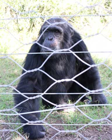 Max, a chimpanzee rescued from Burundi. It could take up to 2 years for the greater chimpanzee community, especially other males, to accept Manno. Photo by Geoffrey Kamadi