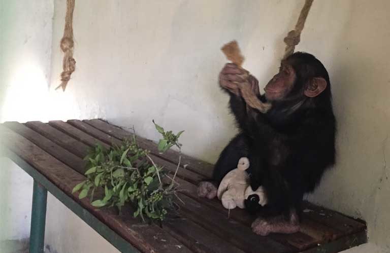 1.Manno the chimpanzee after his rescue. He is one of the lucky ones. An estimated 3,000 great apes are trafficked annually, ending up in private zoos, collections or circuses around the globe. Photo courtesy of Sweetwaters Sanctuary
