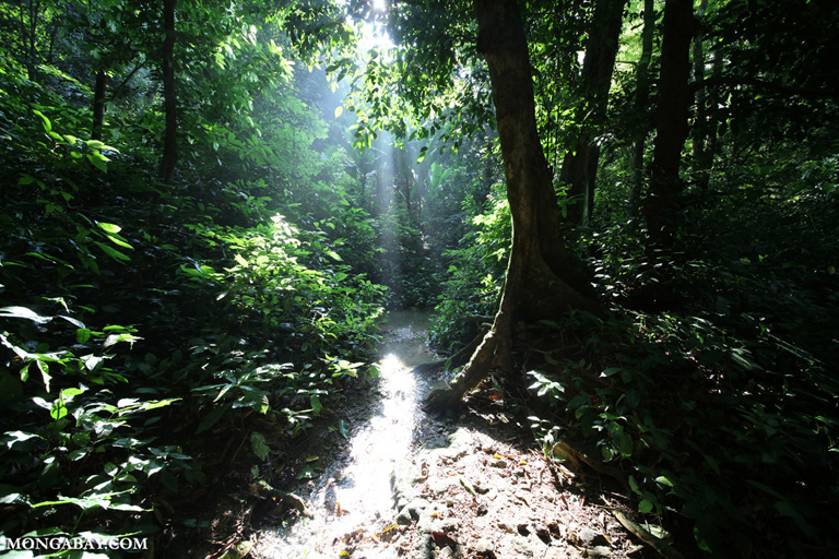 A creek in the Cuc Phuong rainforest in Vietnam. Photo by Rhett A. Butler