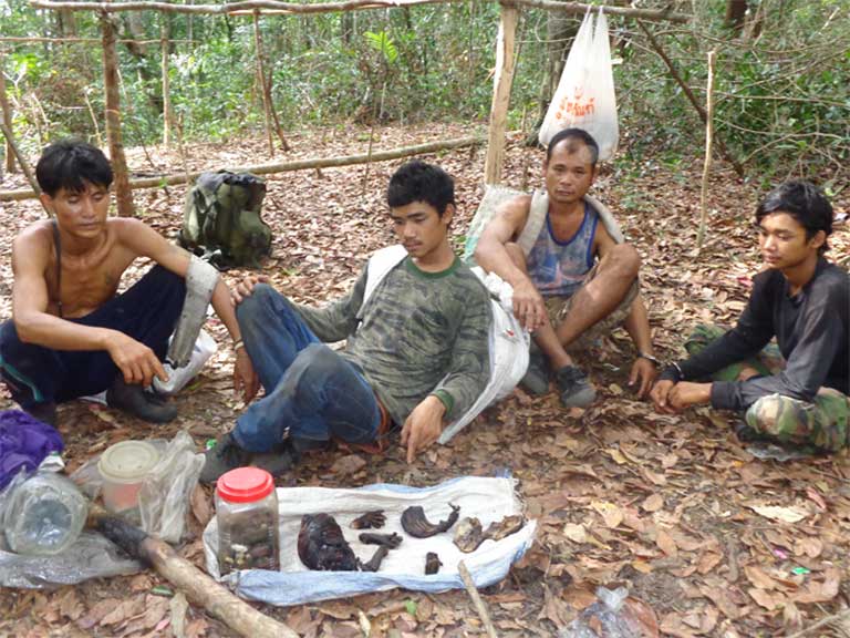Illegal Siamese rosewood loggers in a makeshift camp pose with the remains of Pileated gibbons. Wildlife rangers in Thap Lan National Park have reported hearing the gibbons’ calls less and less in the treetops as their numbers dwindle. Photo courtesy of Thailand’s Department of National Parks, Wildlife and Plant Conservation