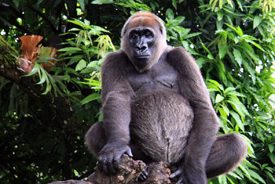 A revival of traditional indigenous knowledge surruonding the Critically Endangered Cross River gorilla (Gorilla gorilla diehli) could help preserve it. Photo by arenddehaas licensed under the Creative Commons Attribution-Share Alike 3.0 Unported license