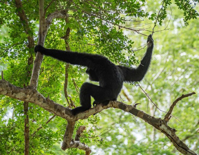 A pileated gibbon in the treetops. Photo by Rigelus licensed under the Creative Commons Attribution-Share Alike 4.0 International license.
