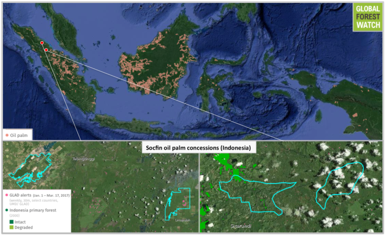 Almost 1M hectares 'missing' from land holdings of major palm oil companies