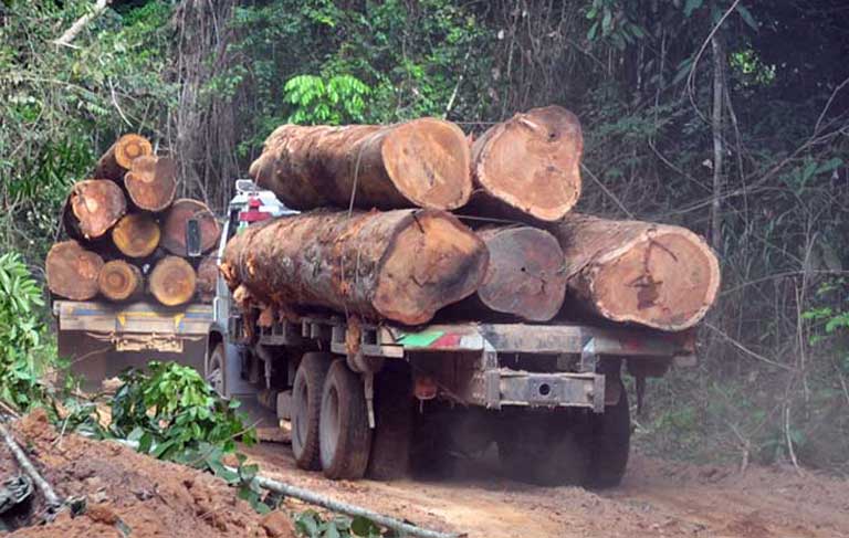 Soy Moratorium: defeating deforestation or greenwash diversion?