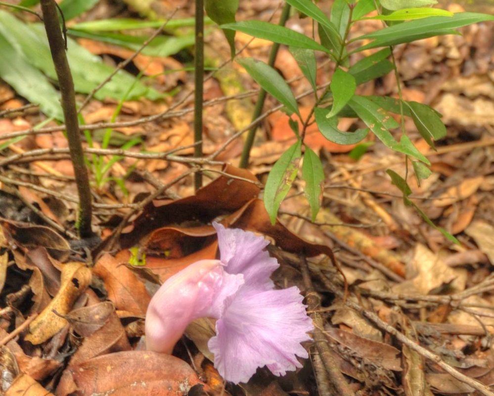 New Species Of Wild Ginger Discovered In DR Congo