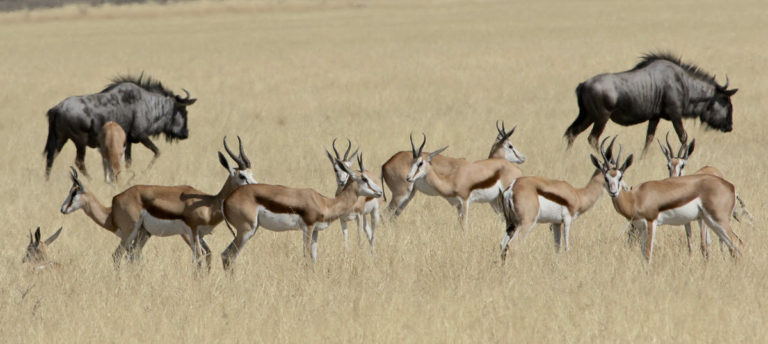 Springbok and wildebeests in Botswana's Kalahari Desert