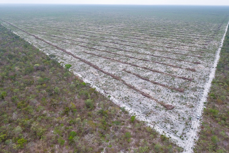An enormous field recently cleared and waiting to be burned in Brazil. Photo by Jim Wickens/Ecostorm