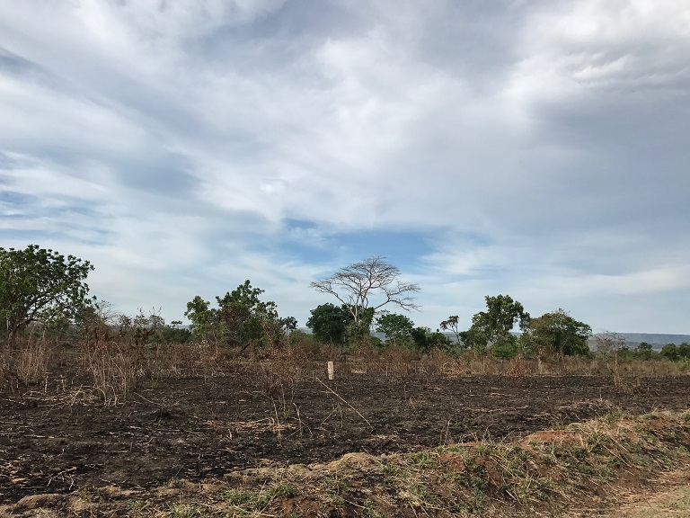 The main road passing through the Lindi region is lined by plots of scorched earth from sesame farming. Photo by Sophie Tremblay for Mongabay. 
