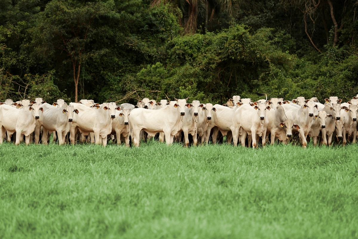 Cattle at one of the 70,000 suppliers used by JBS, one of Brazil's largest beef producers. Photo courtesy of JBS