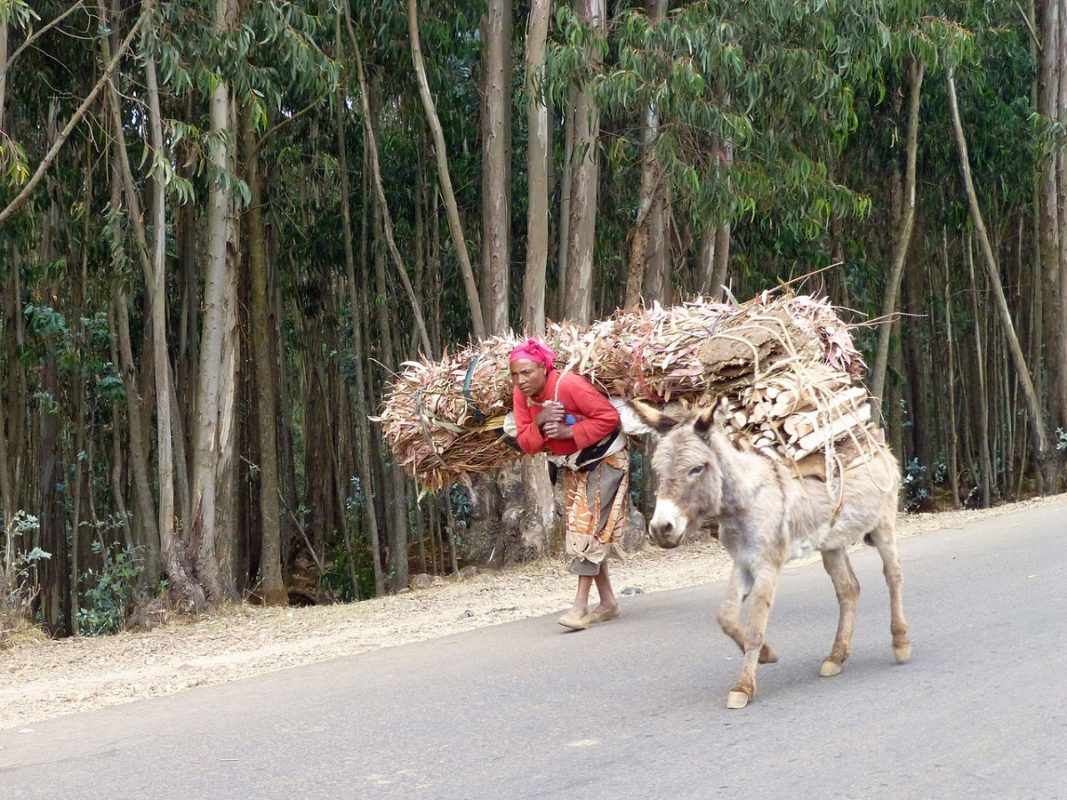 A woman and donkey carry firewood and tree material from the Entoto forest. Photo by Ji-Elle via Wikimedia Commons.