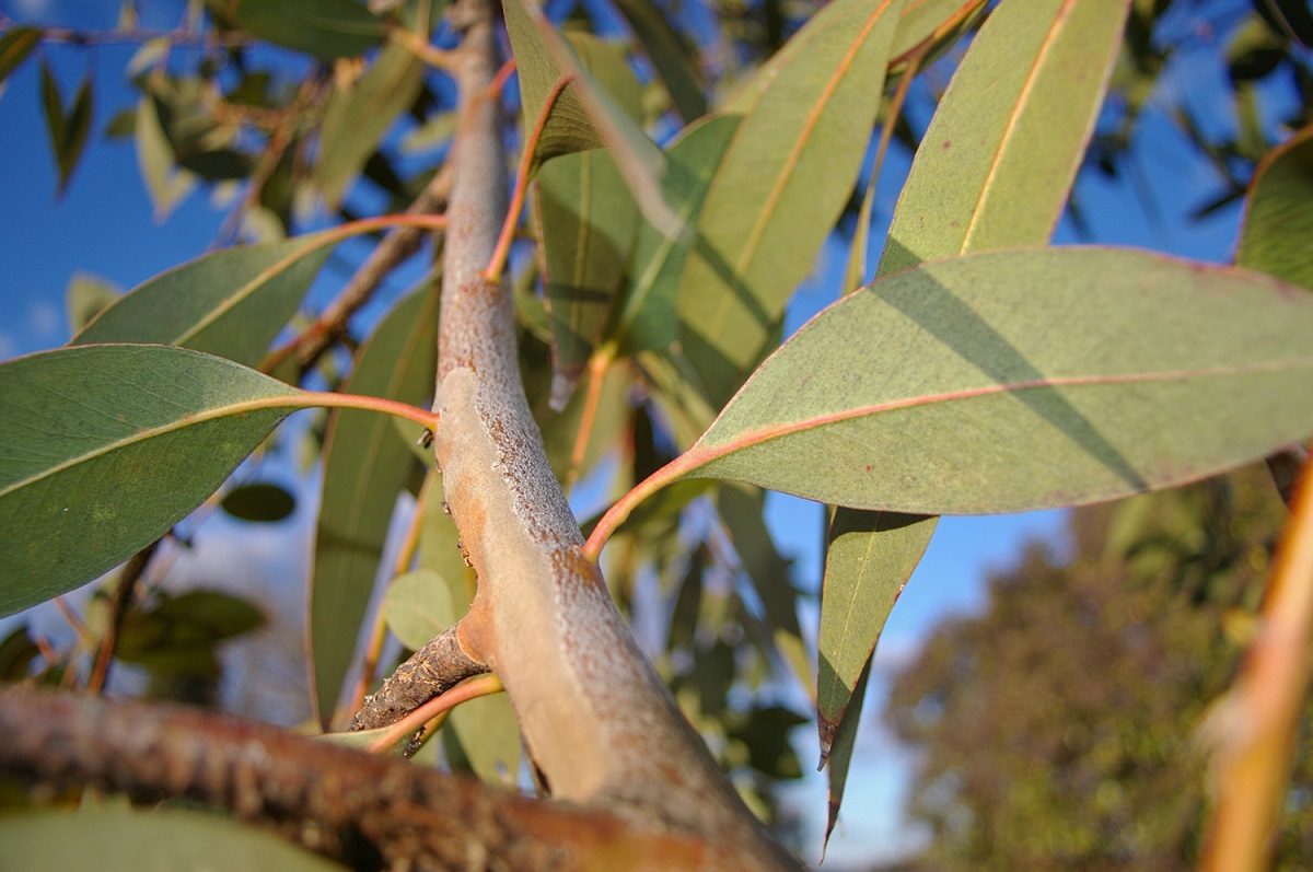 Eucalyptus tree. Photo by Bidgee/Wikimedia Commons
