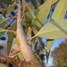 Eucalyptus tree. Photo by Bidgee/Wikimedia Commons
