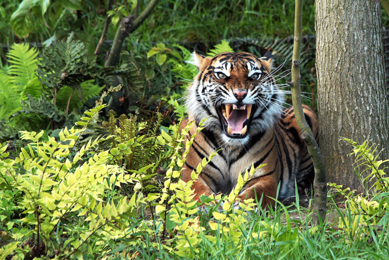 Tiger on the highway: Sighting in Sumatra causes a stir, but is no surprise